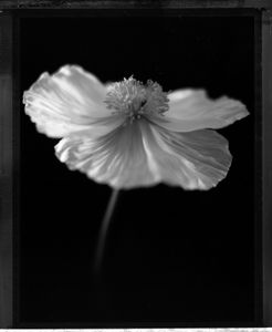 Poppy