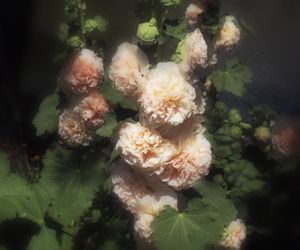Carnations-A Mother's Tears, 40 x 50 inches, c-print, 2010 © Marisa Portolese