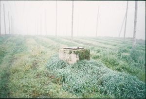 Captured analogue on slide film.