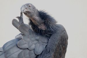 CONDOR DOLLY GROOMING   ©Janice Tieken. All rights reserved.
