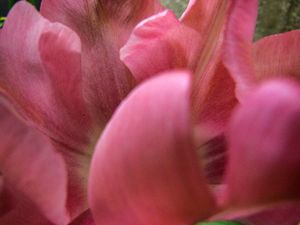 Bees-eye View #2 (Tulip)