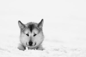 Lead Dog