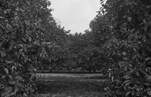 Orchard