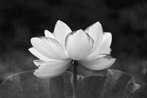 Lotus Blossom