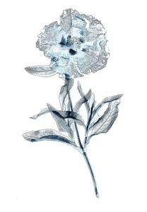 Rock Rose in B&W with Tint