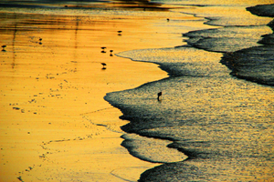 Gold powder on beach