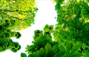 Trees 7