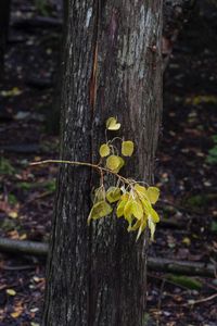 Demarcations  Detail