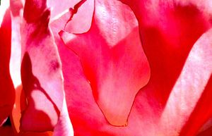 Metamorphosis 58
