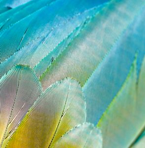 Ara Ararauna blue and yellow