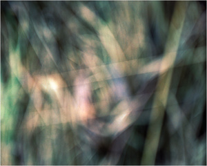 Twilight Grassland #3