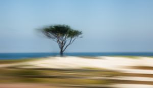 USA 17-Mile Drive 2017