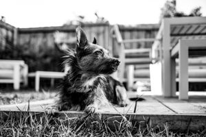 Deep in Dog Thoughts