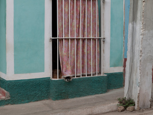 Dog in Window Cuba
