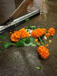Marigolds