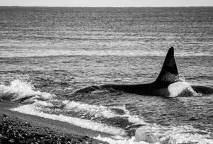 Orcas