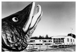 Postcard 1:  north of Plainville, Adams County, WI, 1977.