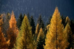 bosco di larici