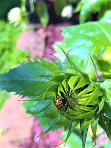 Ladybug napping on a sunflower