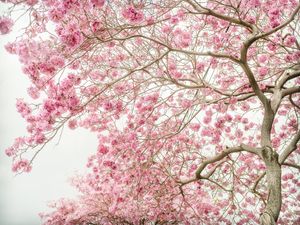 Pink trumpet