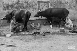 Milking cows | Dhanda, Punjab.