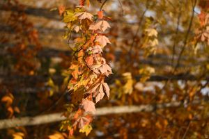 Quebec, Indian Summer