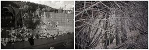 radici _ roots