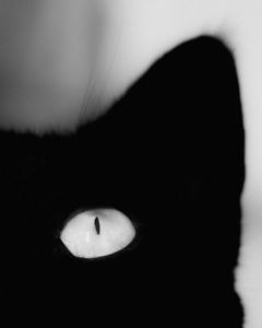 Silent Observer