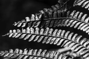 Nature Needlework