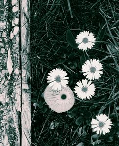 Mushroom and Flowers 2