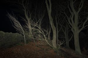 West wood.