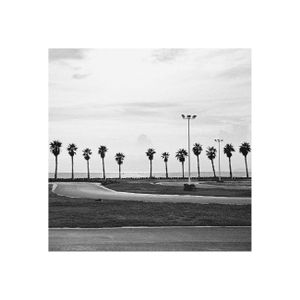 Palm, Sea, Land