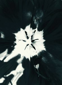 Tulip 13
