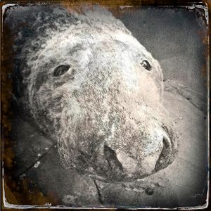 Gray Seal