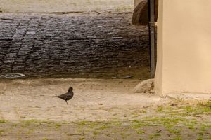 Bird