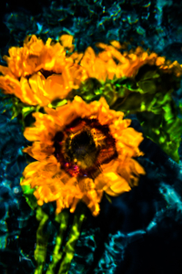 Helianthus