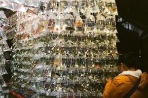 Goldfish Market