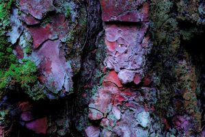 PINE BARK PORTRAIT