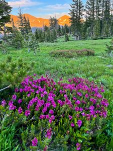 Heather and Alpenglow on  Jack and Dick's Peak
