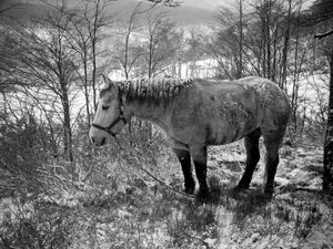 Cabalgando por la Patagonia.