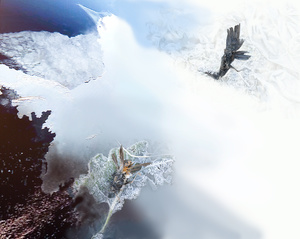 Ice Bird