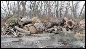 Toronto Island Portfolio