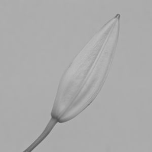 Pure bud Ⅱ