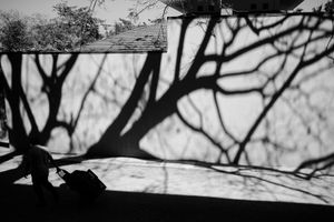 Tree Shadow
