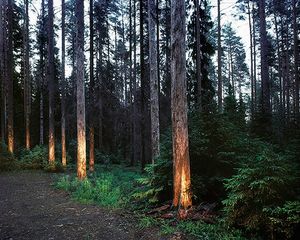 A Petrifying Forest Exposed