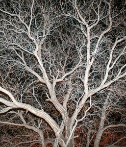 Beer Tree
