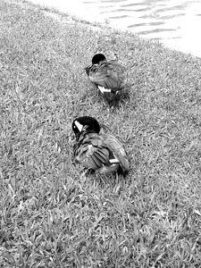 Daumesnil Lake's ducks
