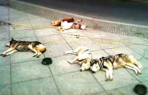 Just sleeping © Jürgen Novotny (Berlin, Germany 2010)