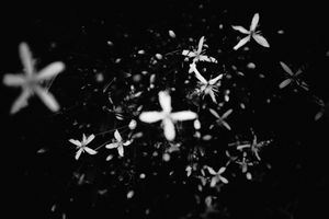 After the rain #7