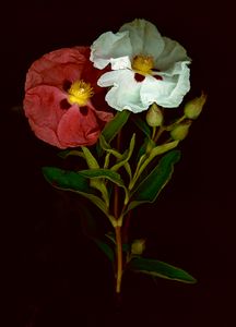 Rock Rose
